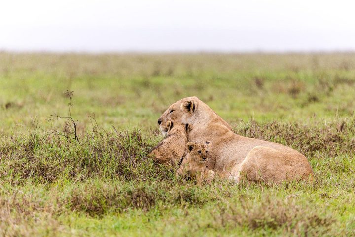 8-DAYS-TANZANIA-FAMILY-SAFARI